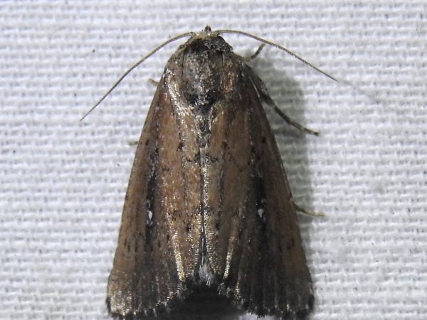 Picture of a moth