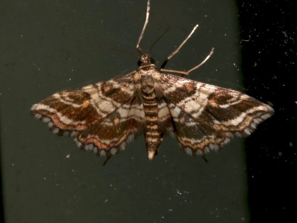 Picture of moth