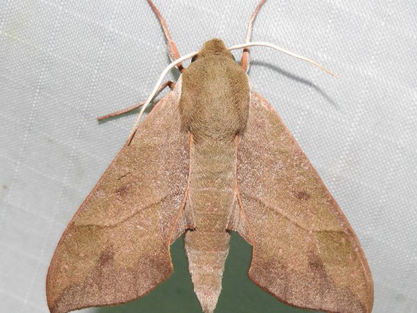 Picture of a moth