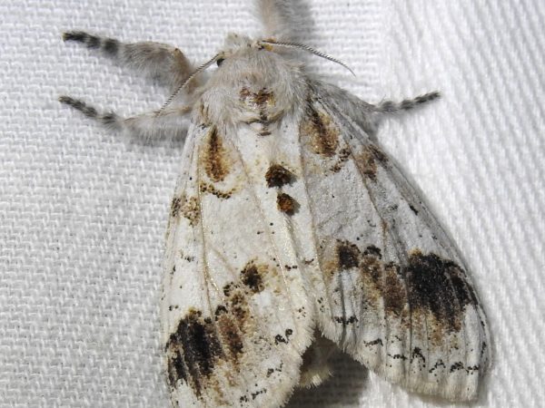 Picture of a moth