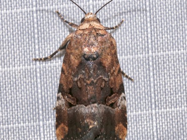 Picture of a moth