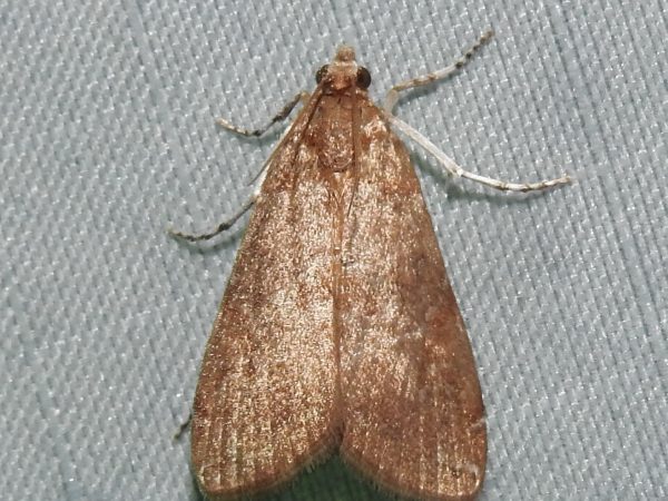 Picture of moth