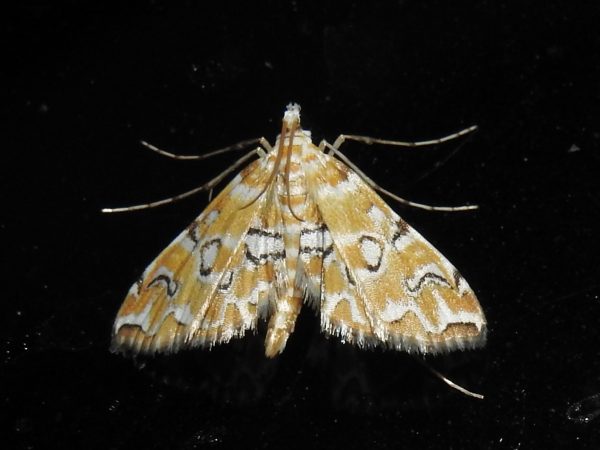 Picture of moth