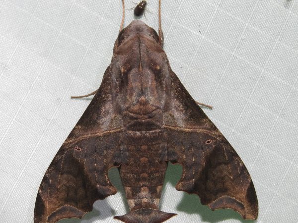 Picture of a moth