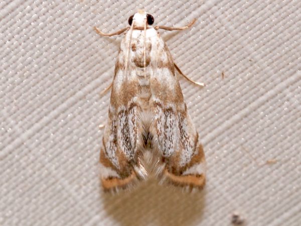 Picture of moth
