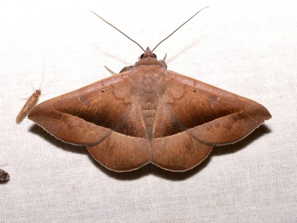 Picture of a moth
