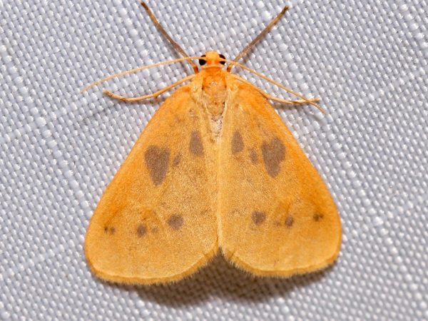 Picture of a moth