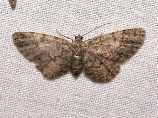 Picture of a moth