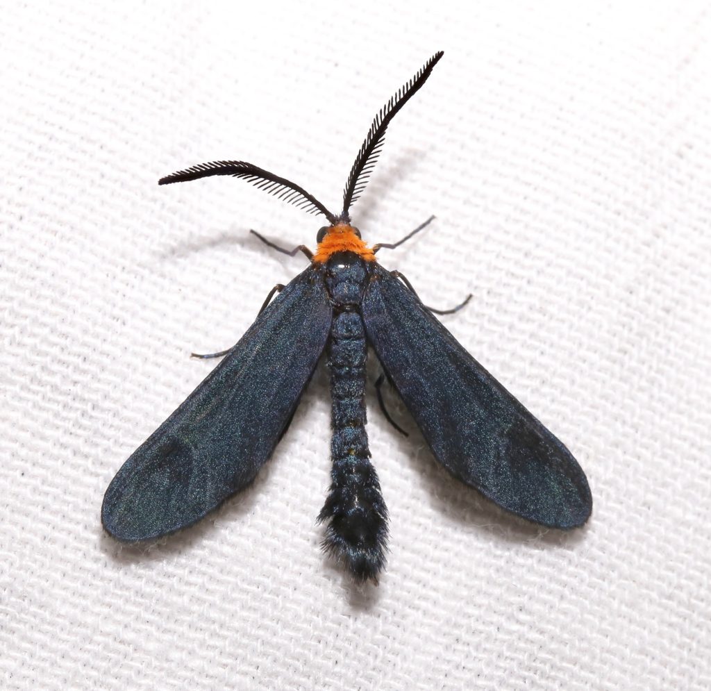 Picture of a moth