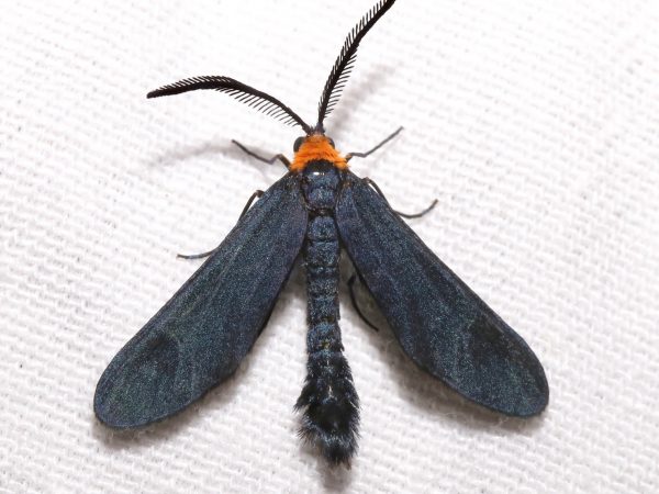 Picture of a moth