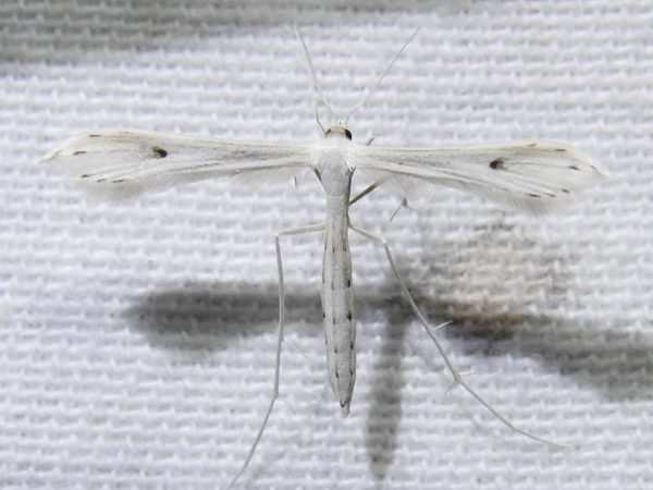 Picture of a moth