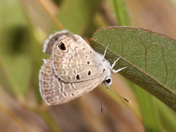 Picture of a butterfly