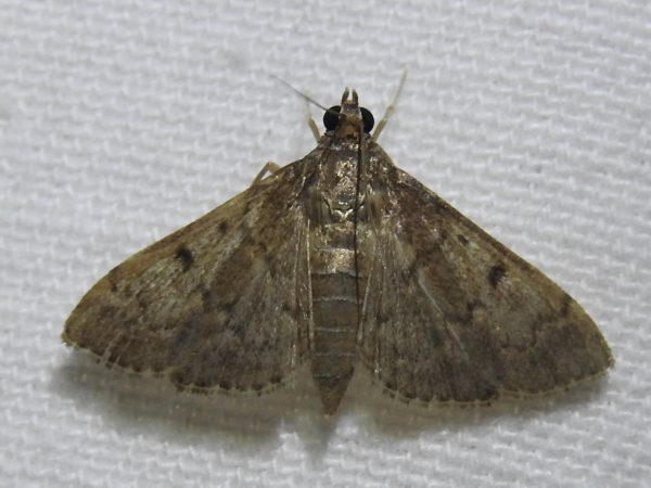 Picture of moth