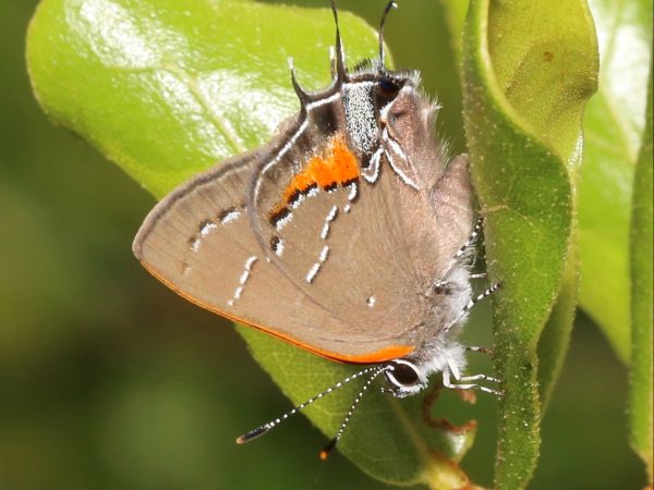 Picture of a butterfly