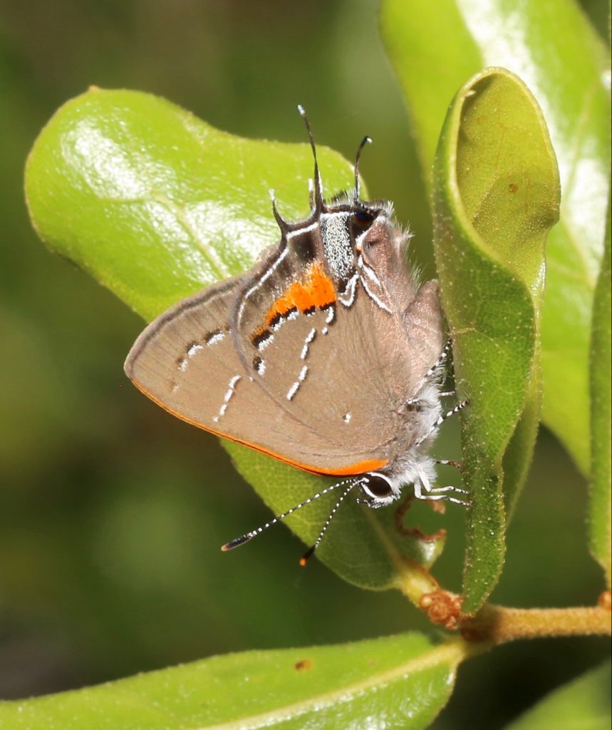 Picture of a butterfly