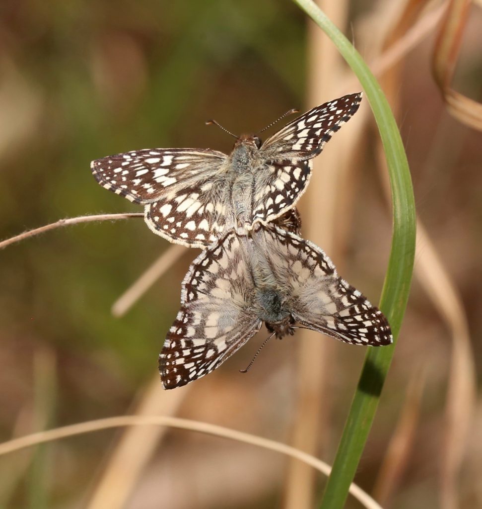 Picture of mating butterflies