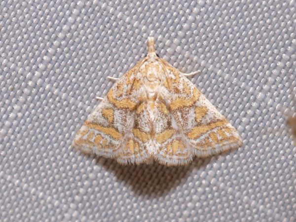 Picture of moth
