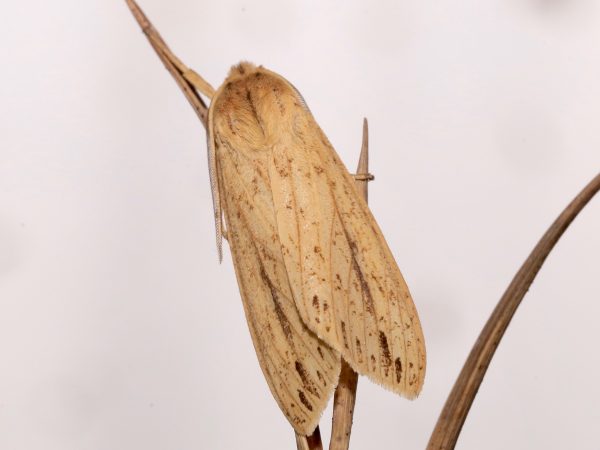 Picture of a moth