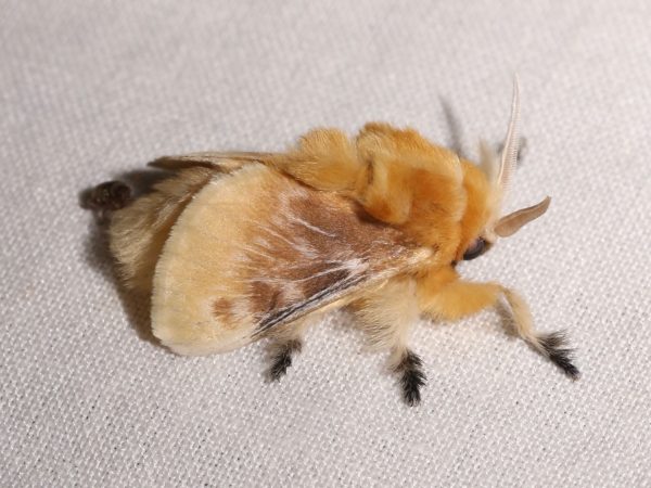 Picture of a moth