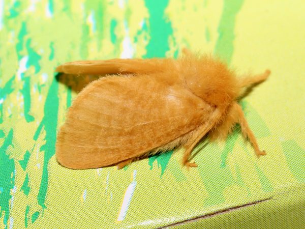 Picture of a moth
