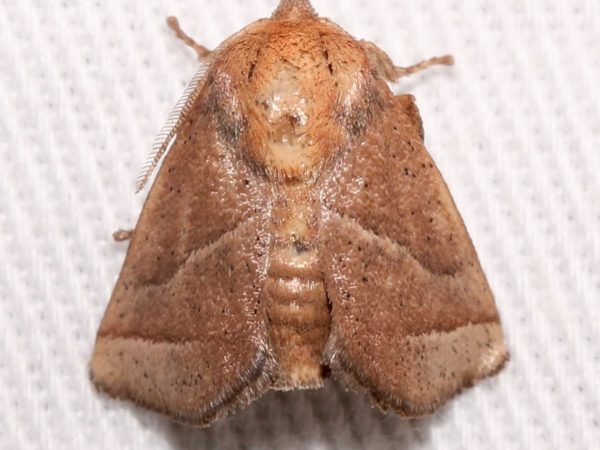 Picture of a moth