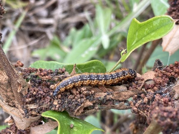 Picture of a caterpillar