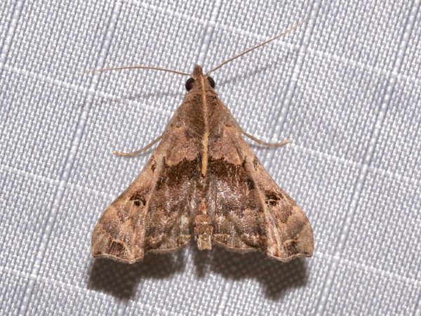 Picture of a moth