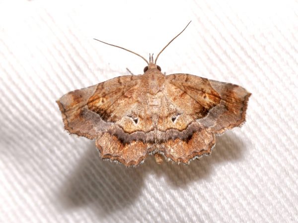 Picture of a moth