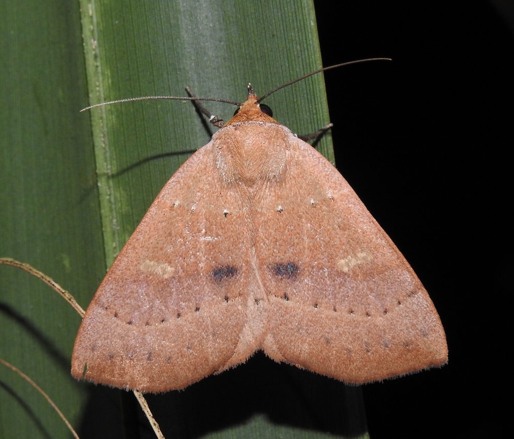 Picture of a moth