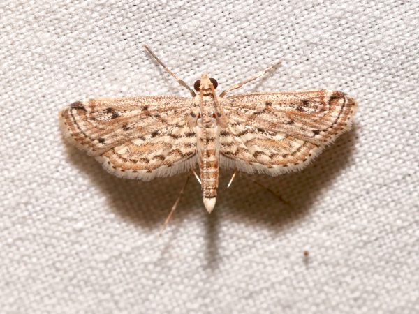 Picture of moth