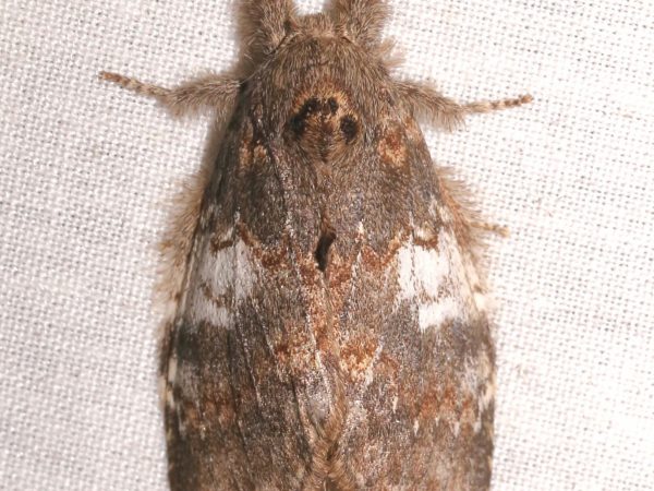 Picture of a moth