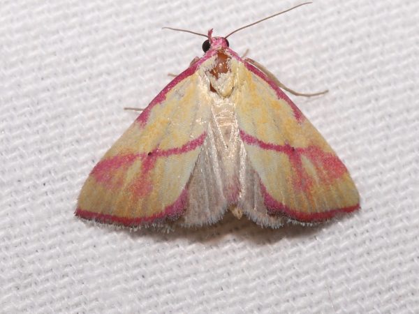 Picture of a moth