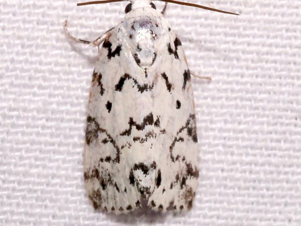 Picture of a moth