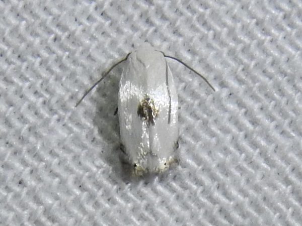 Picture of a moth