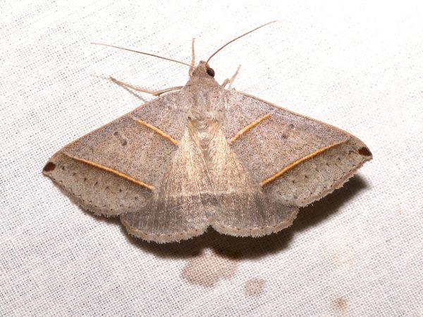 Picture of a moth