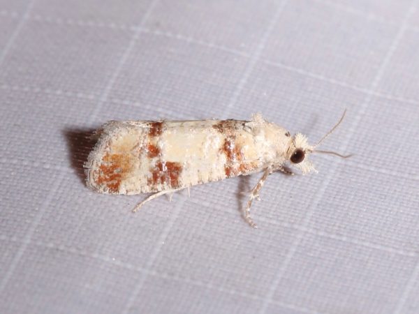 Picture of a moth