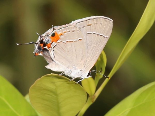 Picture of a butterfly