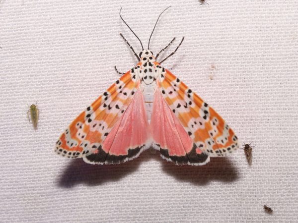 Picture of a moth