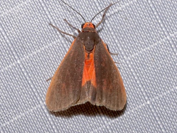 Picture of a moth