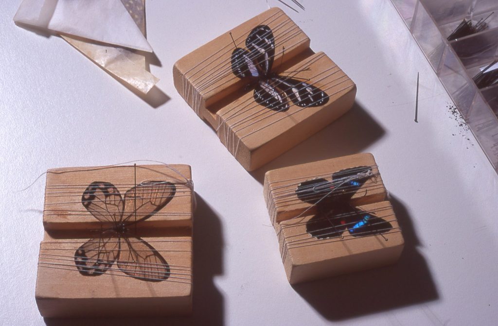 Butterflies pinned and drying on wood mounting blocks