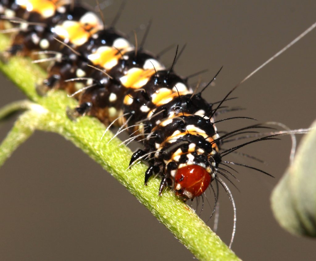 picture of caterpillar