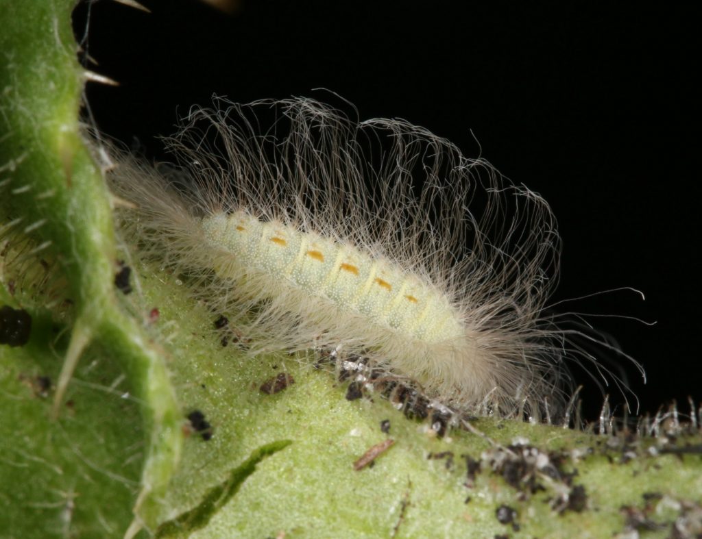 picture of a hairy caterpillar
