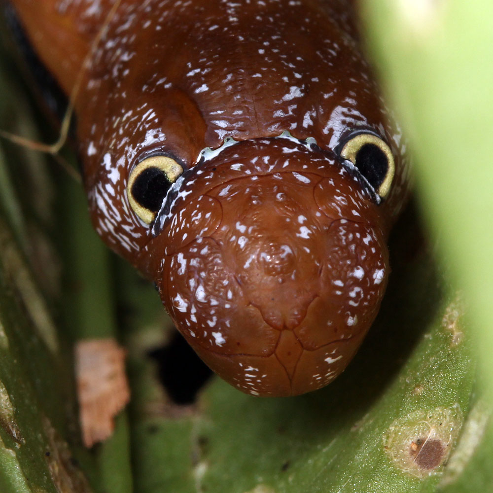 Hesperiidae pupa from Ecuador