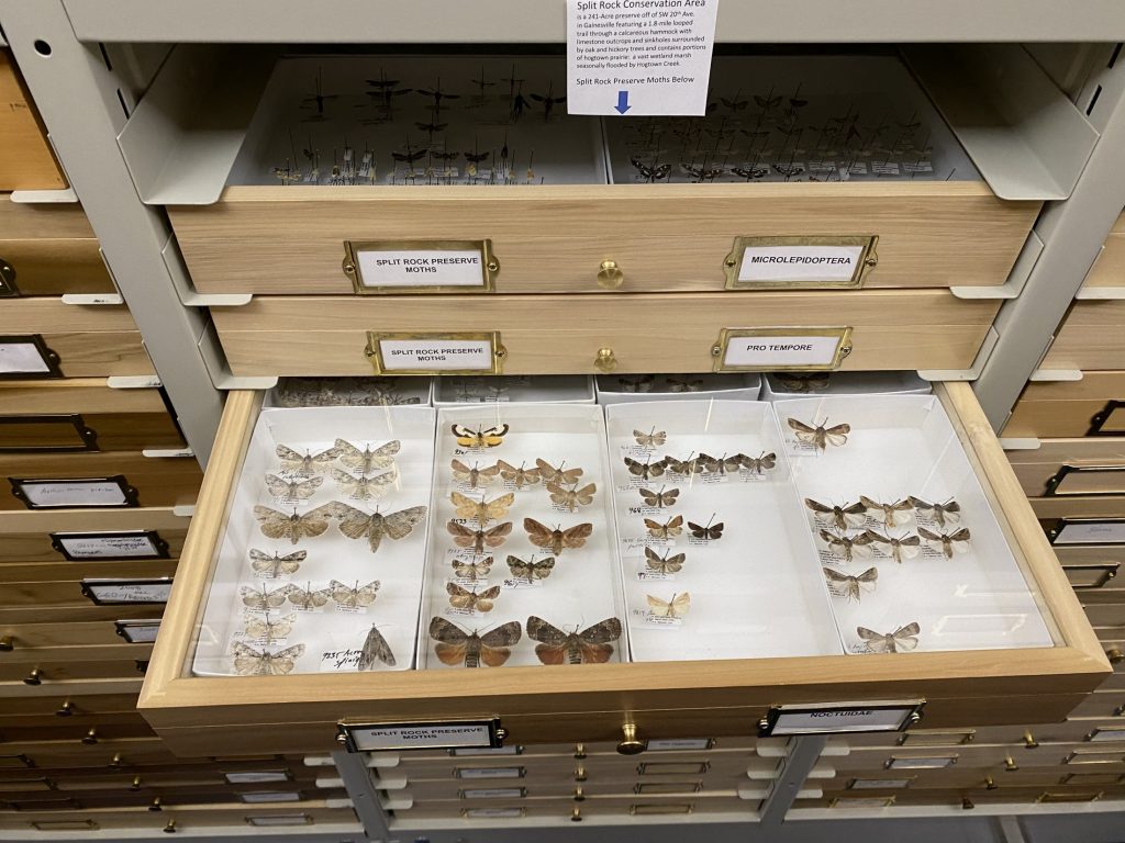 picture of specimen drawer