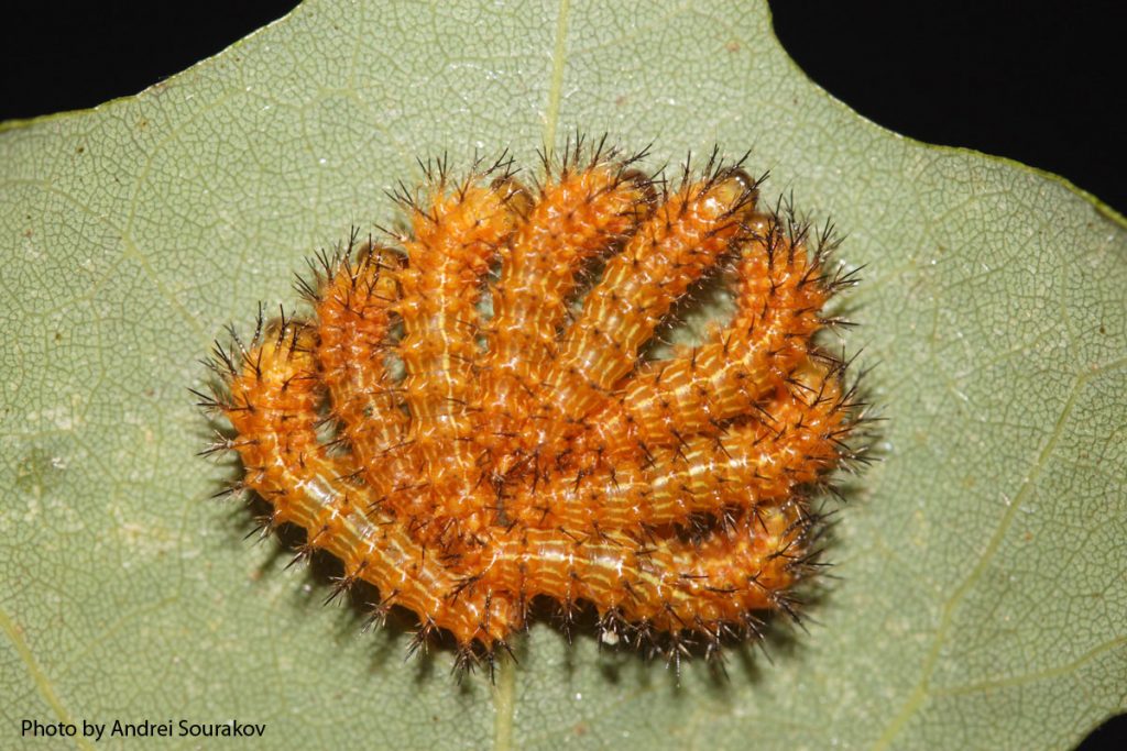 Io Moth - Automeris io, second instar larvae. Image by Andrei Sourakov.