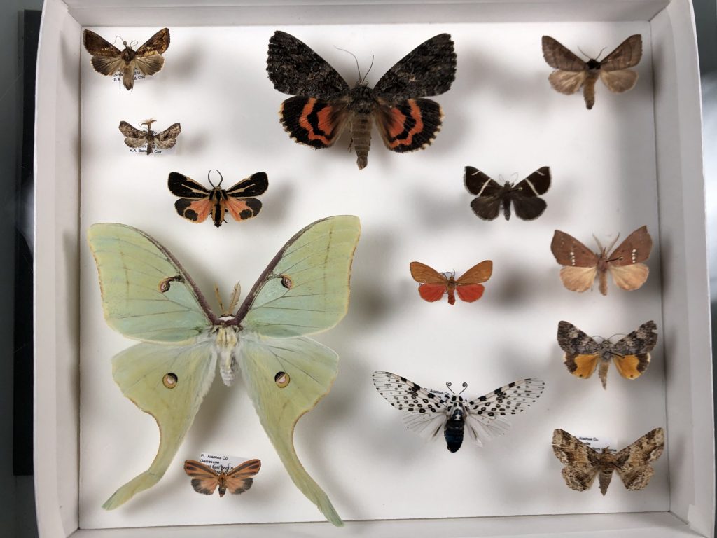 picture of assorted moths
