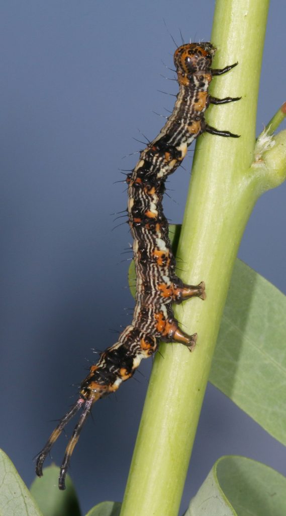 picture of caterpillar on stem