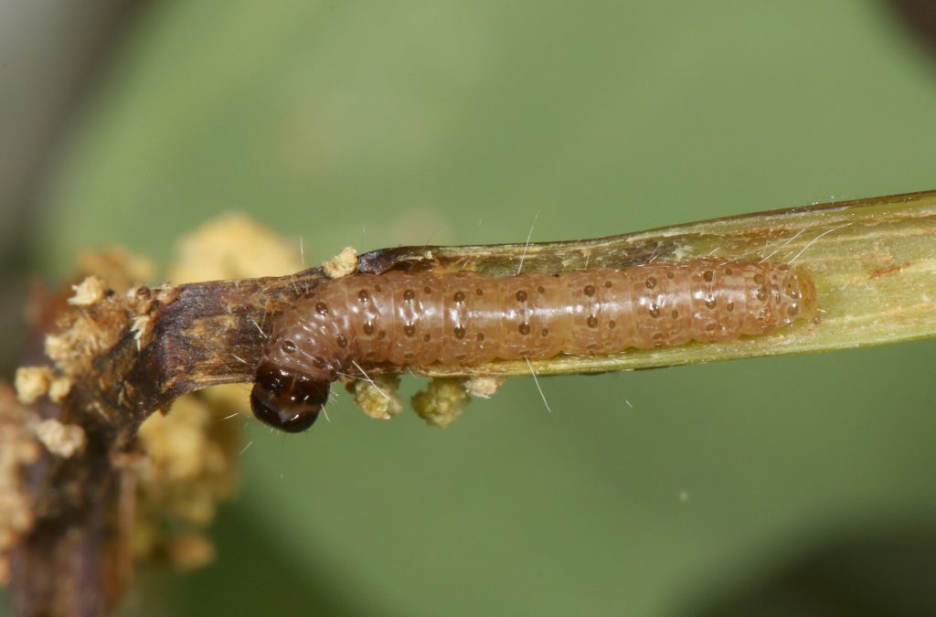 Picture of caterpillar in stem