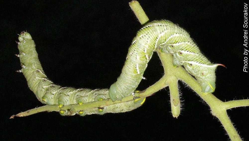picture of caterpillar