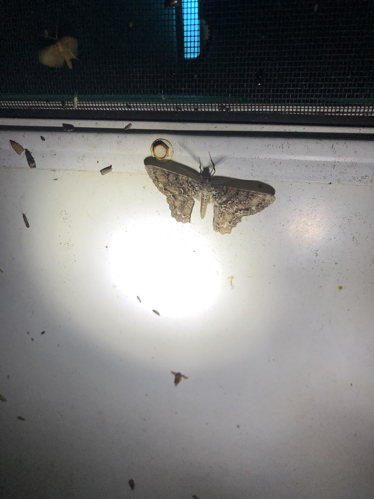picture of moth on sheet